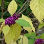Callicarpa americana Callicarpa americana