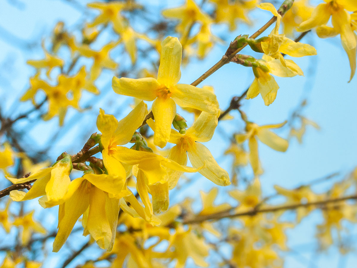 Forsythia | Forsythia x intermedia 'Lynwood' - Revolutionary Gardens