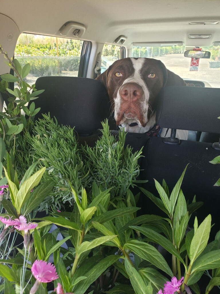 handsomest dog surrounded by plants